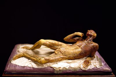 Model of a Skinless Man by Clemente Susini